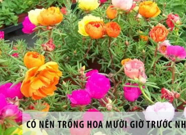 Có nên trồng hoa mười giờ trước nhà hay không?