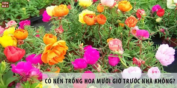 co-nen-trong-hoa-muoi-gio-truoc-nha