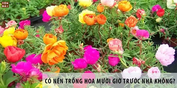 Có nên trồng hoa mười giờ trước nhà hay không? — Yên Bái Stone