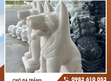 Chó đá trắng là gì? Giá bao nhiêu? Mua ở đâu uy tín?